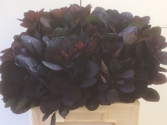 Cotinus Coggygria Royal Purple 50cm