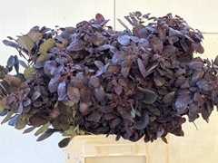 Cotinus Coggygria Royal Purple 60cm