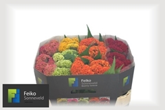 Celosia Reprise Mix 72cm