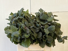 Corylus Aurea 60cm 1-year
