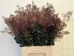 Cotinus Coggygria Magical Torch 70cm