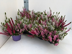 Calluna Beauty Ladies Ametie Mix In Pot 13Ø 30cm