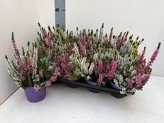 Calluna Beauty Ladies Mix In Pot 3 Colours 13Ø 30cm