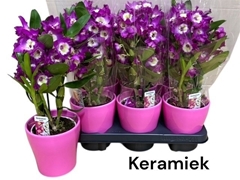 Dendrobium Nobile Cultivars 12Ø 35cm 1st