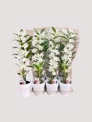 Dendrobium Nobile Cultivars 12Ø 45cm 1st