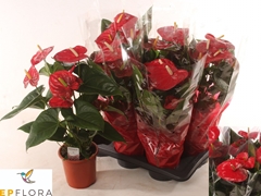 Anthurium Aloha Red 17Ø 55cm