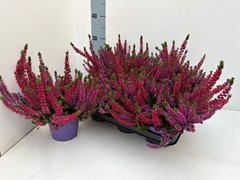 Calluna Beauty Ladies Mix In Pot 2 Colours 13Ø 28cm