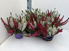 Calluna Beauty Ladies Mix In Pot 2 Colours 13Ø 25cm