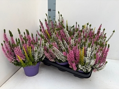 Calluna Beauty Ladies Mix In Pot 3 Colours 13Ø 30cm