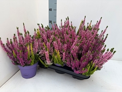Calluna Beauty Ladies Wild Berry Wonder Mix In Pot 13Ø 28cm