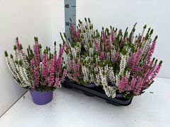 Calluna Beauty Ladies Mix In Pot 2 Colours 10Ø 22cm