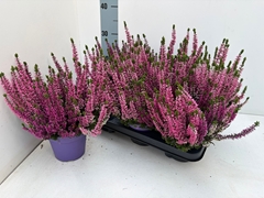 Calluna Beauty Ladies Mix In Pot 2 Colours 13Ø 25cm