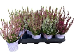 Calluna Mix 4 Colours 6Ø 25cm