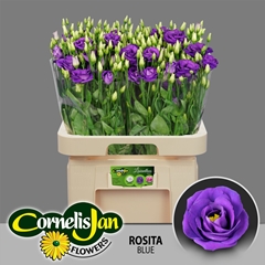 Eustoma Double Rosita Blue 65cm
