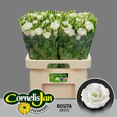 Eustoma Double Rosita White 65cm