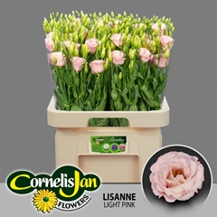 Eustoma Double Lisanne Light Pink 65cm