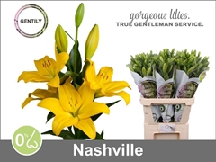 Lily La Nashville 90cm 5+