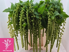 Amaranthus Caudatus Cycloop 80cm