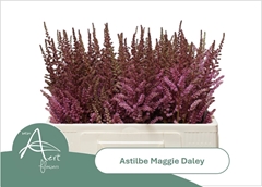 Astilbe Maggie Daley 55cm