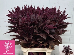Amaranthus Cruentus Velvet 100cm