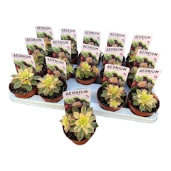 Aeonium Arboreum Velours 10Ø 15cm