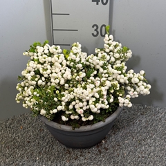 Gaultheria White Berry 25Ø 33cm
