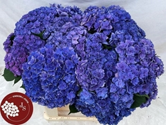 Hydrangea Royal Kiss 65cm 16-18cm Hd