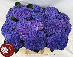 Hydrangea Royal Kiss 65cm 11-13cm Hd