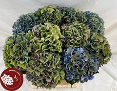 Hydrangea Royal Parade Classic 65cm 16-18cm Hd