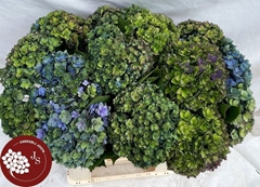 Hydrangea Royal Kiss Classic 65cm 11-13cm Hd