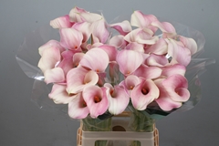 Zantedeschia Blushing Lady 70cm
