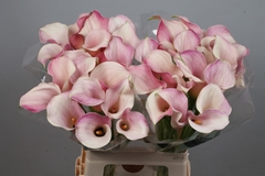Zantedeschia Blushing Lady 65cm