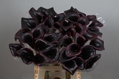 Zantedeschia Call Ceara 65cm