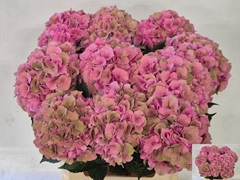 Hydrangea Royal Palace Classic 80cm 18-20cm Hd
