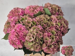 Hydrangea Royal Palace Classic 60cm 16-18cm Hd