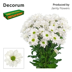 Chrysanth Spray Kennedy 70cm 90gr.