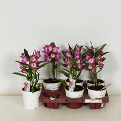 Dendrobium Nobile Cultivars 12Ø 35cm 1st