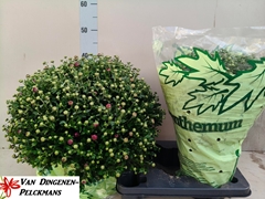 Chrysanthemum Jasoda Mauve 19Ø 45cm