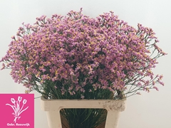 Limonium Sinense Anouchka Diamond 70cm 30gr.