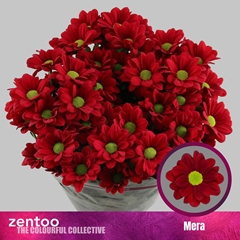 Chrysanth Spray Mera 70cm 85gr.