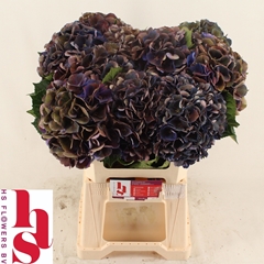 Hydrangea Royal King Classic 60cm 18-20cm Hd