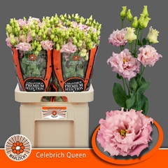 Eustoma Double Celebrich Queen 70cm