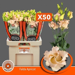 Eustoma Single Falda Apricot 70cm