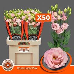 Eustoma Double Rosita Bright Pink 70cm