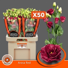 Eustoma Double Arosa Red 70cm