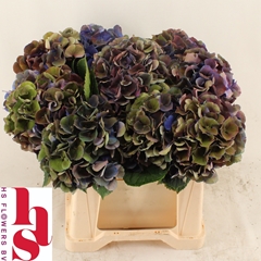 Hydrangea Royal King Classic 40cm 15-17cm Hd