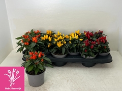 Capsicum Salsa Mix 10Ø 18cm