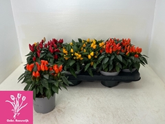 Capsicum Salsa Mix 10Ø 20cm