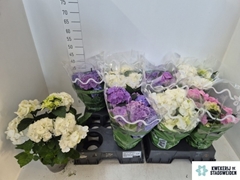 Hydrangea Mix 14Ø 35cm 5bl