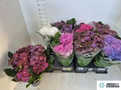Hydrangea Mix 14Ø 40cm 4bl
